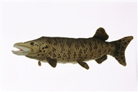 MUSKELLUNGE  17"